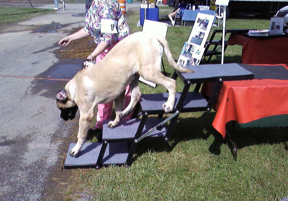 Mastiff descending from Grooming Table on Pet Loader®