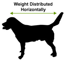 Dog Weight Distributed Horizontally