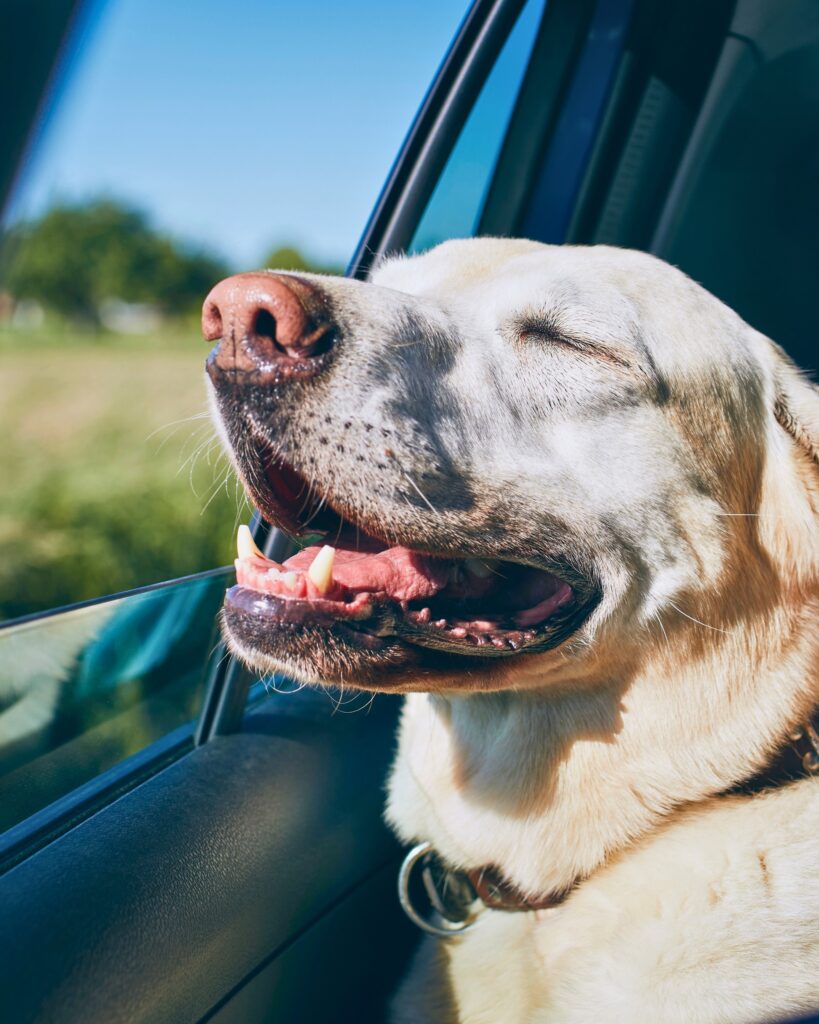 Happy Dog in the Car