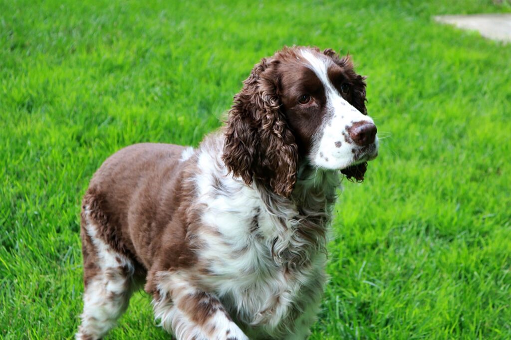 Medium Dog - English Springer Spaniel