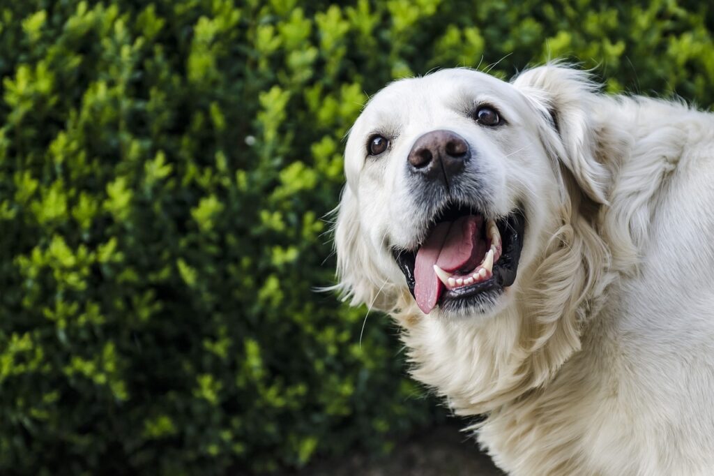 Medium to Large Dog - Retriever